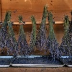 Lavender photo