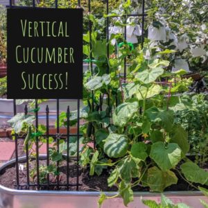Vertical Cucumber Success!