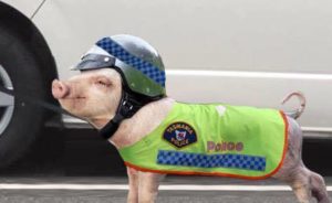 april fools tasmania police pig