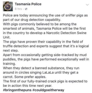 april fools tasmania police pig description
