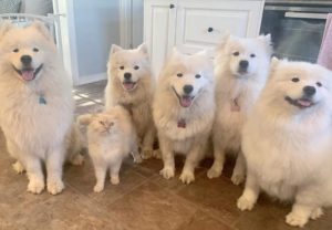 cat and dogs among us imposter