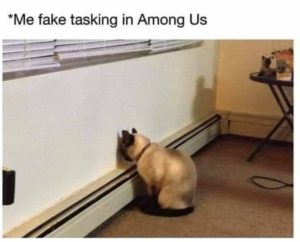 cat head against wall impostor among us us fake task