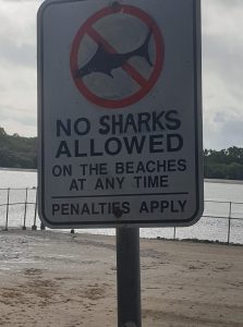 no sharks allowed